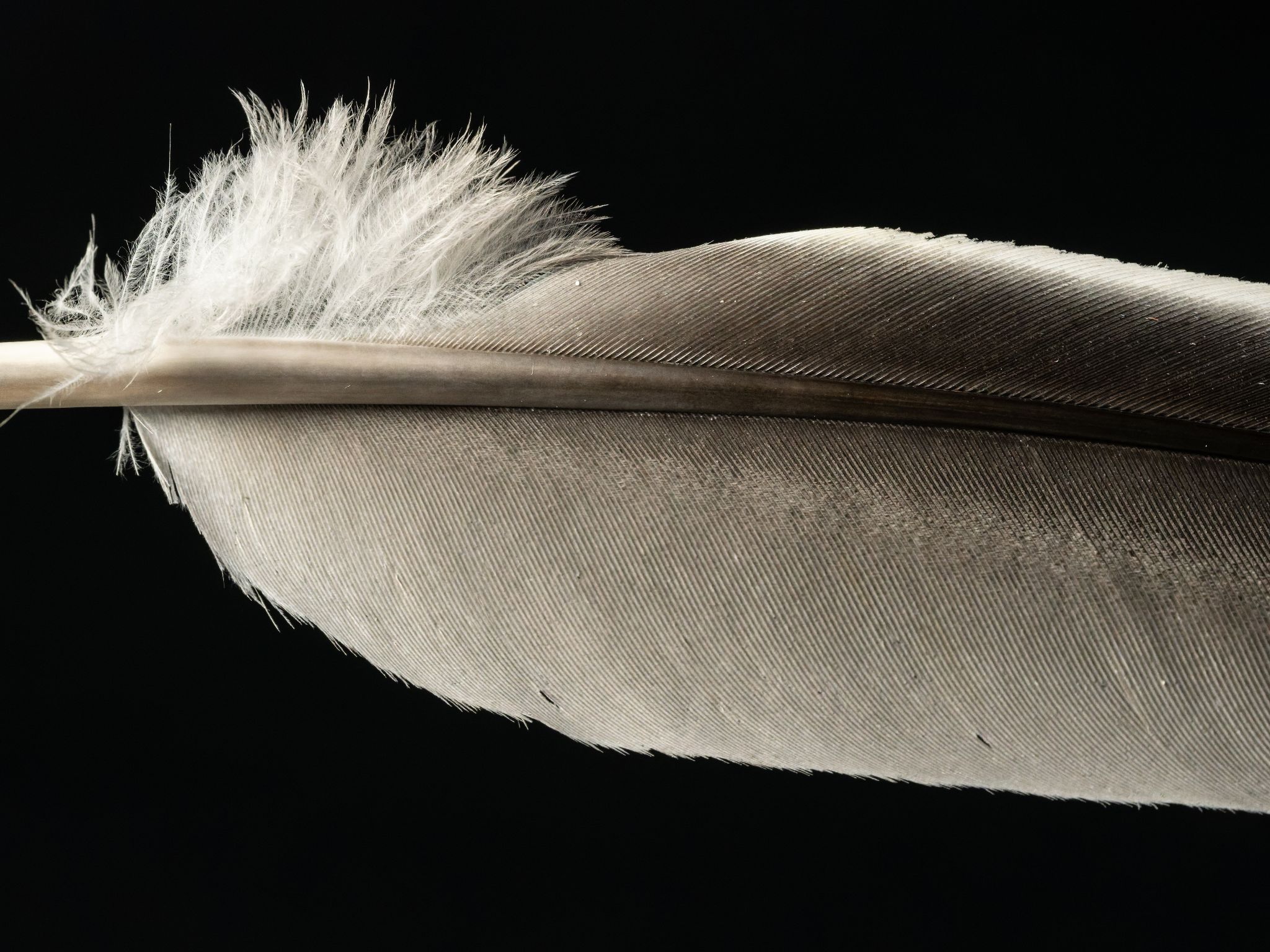 005 260406 1346 J  2JR0133 DxO DeepPRIME 3